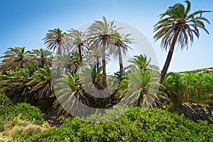 Cretan Date palm trees with bananas on Crete