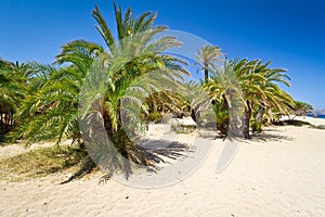 Cretan Date palm trees on Vai Beach, Greece