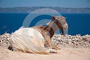 Cretan Goat