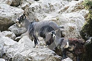 Cretan goats