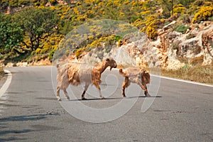 Cretan goats on the road