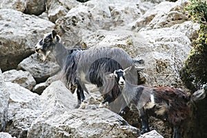 Cretan goats photo