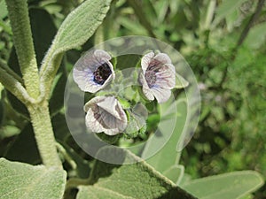 Cretan hounds tongue flower (Cynoglossum creticum)