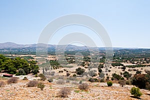 Cretan landscape with olive trees. Greece.