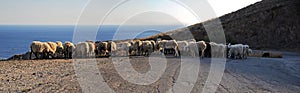 Cretan panorama with sheeps