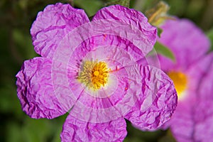 Cretan Rockrose