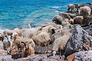 Cretan sheep by the sea photo