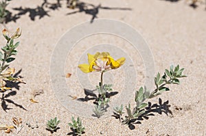 Cretan trefoil