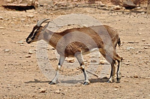 Cretan wild goat