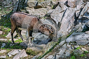 Cretan wild goat drinking water from a runlet