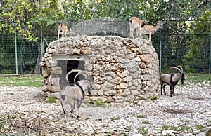 Cretan wild goat `kri-kri` Capra aegagrus cretica
