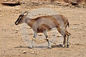 Cretan wild goat photo