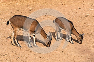 Cretan wild goats grazing