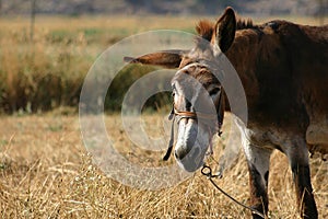 Crete / Donkey