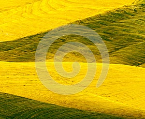 Crete senesi, characteristic landscape in Val d'Orcia