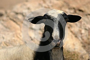 Crete / Sheep