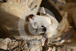 Crete / Sheep