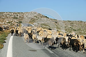 Crete / Sheep blockade