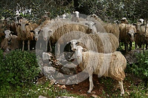 Crete sheeps in the shadow