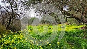Crete spring, olive trees