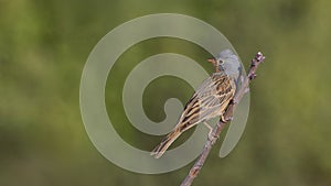 Cretzschmar`s Bunting on Twig