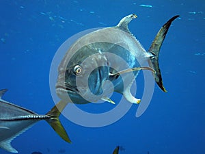 Crevalle Jack swimming