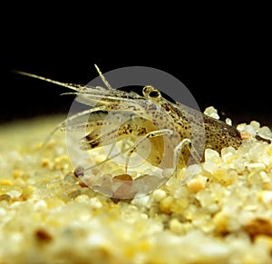 CREVETTE GRISE crangon crangon photo