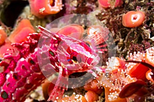 Crevice kelpfish on color reef