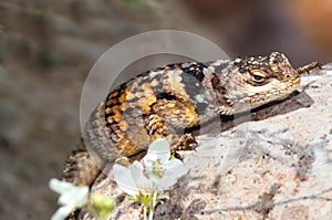 Crevice Spiny Lizard (Sceloporus poinsettii) (Sceloporus poinsettii)