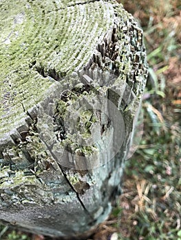 Creviced Log