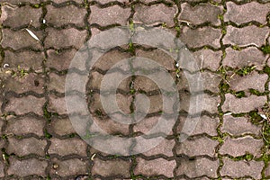 The crevices between the paving stones are overgrown with autumn moss.