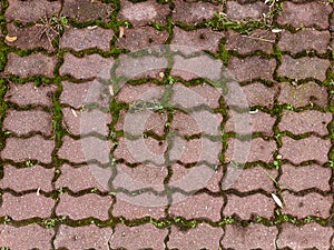 The crevices between the paving stones are overgrown with autumn moss.