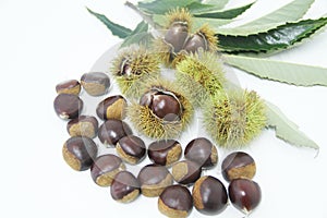 Chestnut-Portuguesa isolated white background fruit delicious healthful Sao Paulo Brazil