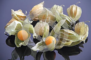 Physalis isolated Sao Paulo Brasil photo