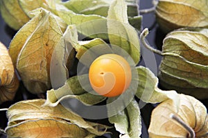 Physalis isolated black background fruit delicious Sao Paulo Brasil photo