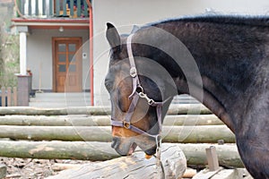 Crib biting or cribbing horse - animal behavioral problem