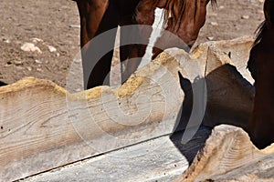 Cribbing wood chewing by horses on a feed bunk