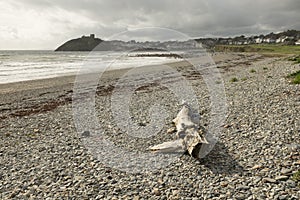 Cricieth beach.