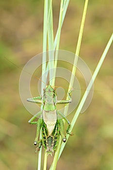 Cricket