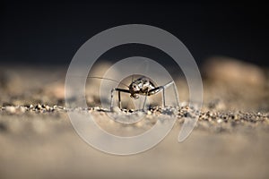 A cricket or armour plated cricket on the ground.