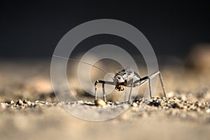 A cricket or armour plated cricket on the ground. Found in Namibia.