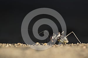 A cricket or armour plated cricket on the ground. Found in Namibia, Botswana.