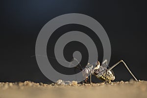 A cricket or armour plated cricket on the ground. Found in Namibia, Botswana & South Africa.