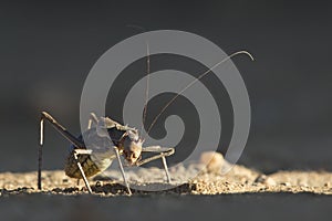 A cricket or armour plated cricket on the ground. Found in Namibia, Zimbabwe, Angola, Botswana & South Africa.