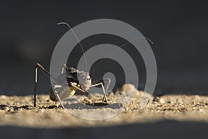 A cricket or armour plated cricket on the ground. Found in Namibia, Zimbabwe, Angola, Botswana & South Africa. Close up.