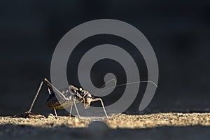 A cricket or armour plated cricket on the ground. Found in Namibia, Zimbabwe, Botswana & South Africa.