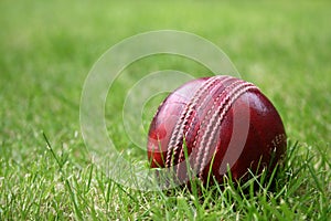 Cricket Ball