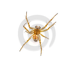 Cricket-bat Orb-weaver spider isolated on white background, Mangora acalypha
