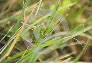 Cricket on a blade of grass