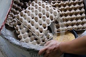 Cricket bug on egg tray in farm